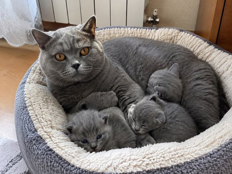 Британская кошка с котятами в лежанке