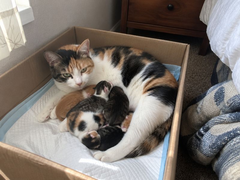 Кошка с новорождёнными котятами в коробке с пелёнками