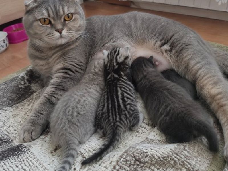 Шотландская кошка кормит котят