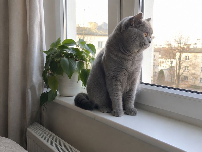 Британская кошка голубого окраса на подоконнике в квартире